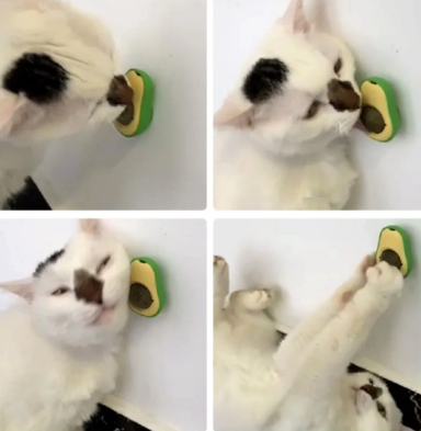 Palta Cat nip